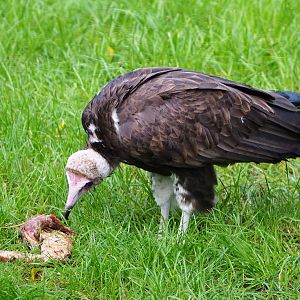 Hooded vulture (Necrosyrtes monachus) with feeding carrion, 2019-10-04