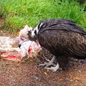 Hooded vulture (Necrosyrtes monachus) with feeding carrion, 2019-10-04