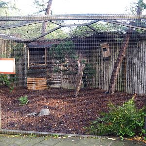 Eurasian hobby falcon aviary, 2019-10-04