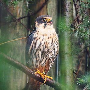 Eurasian hobby falcon (Falco subbuteo subbuteo), 2019-10-04