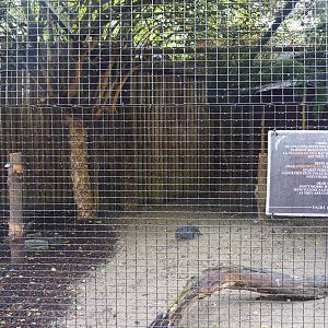 Snowy owl aviary, 2019-10-04