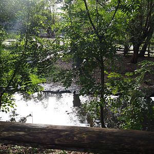 Whooper swan exhibit, 2019-10-04