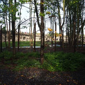 Eurasian brown bear - Eurasian wolf exhibit, 2019-10-04