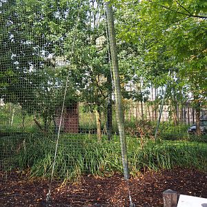Bald eagle aviary, 2019-10-04