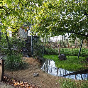 Bearded vulture and booted eagle aviary, 2019-10-04