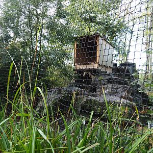 Bearded vulture and booted eagle aviary, 2019-10-04