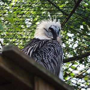 Bearded vulture (Gypaetus barbatus barbatus), 2019-10-04