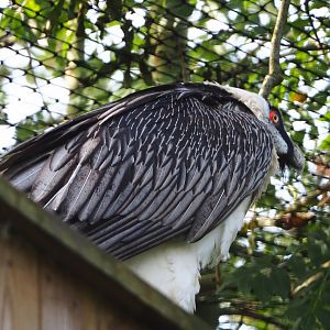 Bearded vulture (Gypaetus barbatus barbatus), 2019-10-04