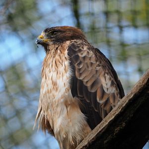 Booted eagle (Hieraaetus pennatus), 2019-10-04