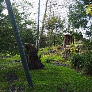 Andean condor and mountain caracara aviary, 2019-10-04