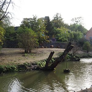 Brazilian tapir, Capybara and Giant anteater exhibit, 2019-10-04