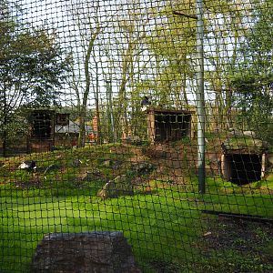 Andean condor and mountain caracara aviary, 2019-10-04