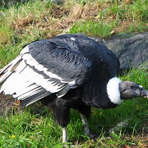 Female Andean condon (Vultur gryphus), 2019-10-04