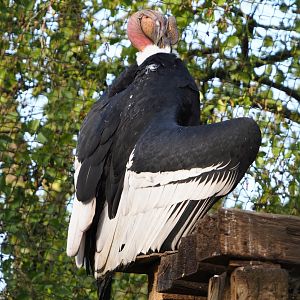 Male Andean condor (Vultur gryphus), 2019-10-04