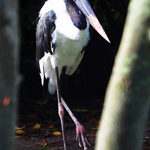 Saddle-billed stork (Ephippiorhynchus senegalensis), 2019-10-04