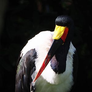 Saddle-billed stork (Ephippiorhynchus senegalensis), 2019-10-04