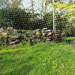 Saddle-billed stork aviary, 2019-10-04