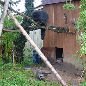 Palawan Binturong, Asian Palm Civet and ASCO mixed enclosure