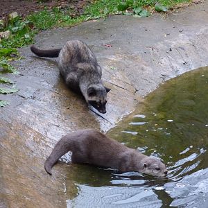 Asian Palm Civet and ASCO