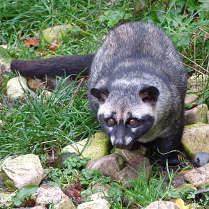 Asian Palm Civet