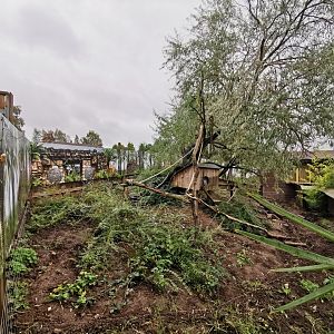 Ring-tailed Coati enclosure