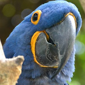 Hyacinth macaw portrait