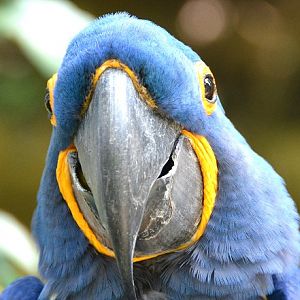 Hyacinth macaw portrait
