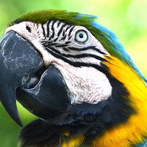 Blue & yellow macaw portrait