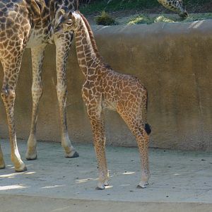 Masai Giraffe calf