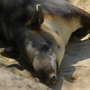 Baird’s Tapir