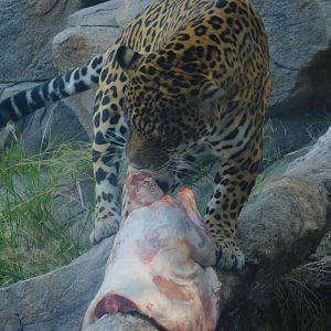 Jaguar