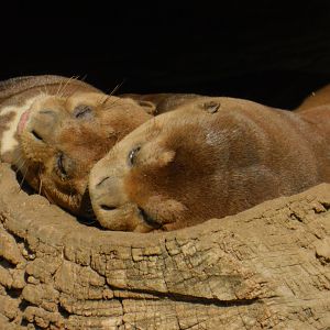 Giant River Otter