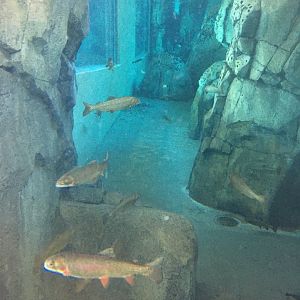 Yellowstone Cutthroat Trout