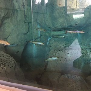 Yellowstone Cutthroat Trout