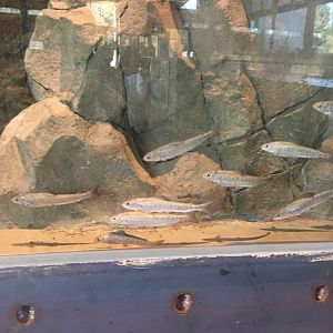 School of Arctic Grayling