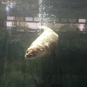 North American River Otter