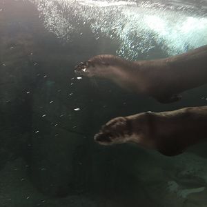 North American River Otters