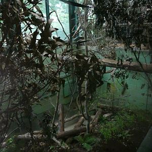 Redeveloped enclosure in Monkey Heights, October 2019