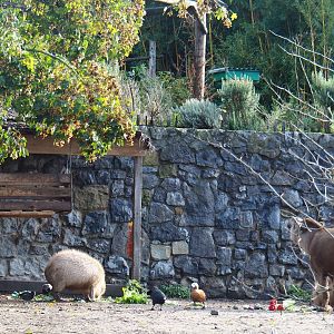 Capybaras, Brazilian tapirs and waterfowl feeding on vegetables, 2019-10-04