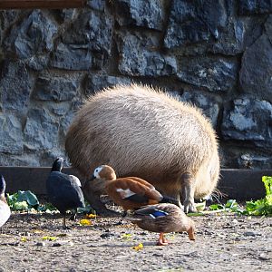 Capybara and waterfowl feeding on vegetables, 2019-10-04