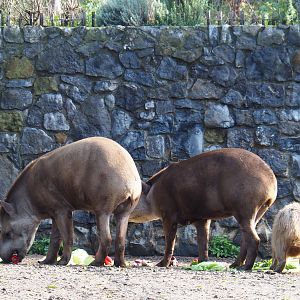 Brazilian tapirs (Tapirus terrestris) feeding on vegetables, 2019-10-04