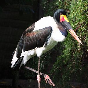 Saddle-billed stork (Ephippiorhynchus senegalensis), 2019-10-04