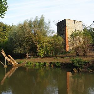 Brazilian tapir, Capybara and Giant anteater exhibit, 2019-10-04