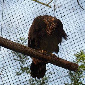 Preening golden eagle (Aquila chrysaetos), 2019-10-04