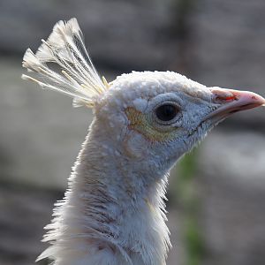 Free-ranging white peafowl (Pavo cristatus), 2019-10-04