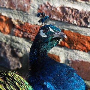 Free-ranging blue peafowl (Pavo cristatus), 2019-10-04