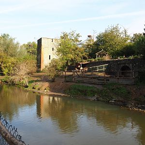 Brazilian tapir, Capybara and Giant anteater exhibit, 2019-10-04