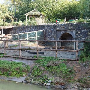 Brazilian tapir, Capybara and Giant anteater exhibit - Separation paddock, 2019-10-04