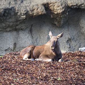 Eurasian moose (Alces alces alces), 2019-10-04
