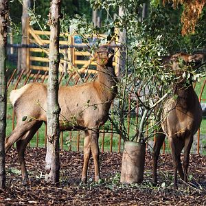 Wapitis (Non-subspecies specific Cervus canadensis) feeding on browse, 2019-10-04
